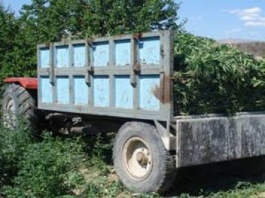 Doğanşehir de 273 kök kenevir bitkisi ele geçirildi
