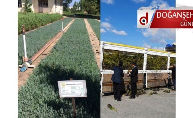 Çiftçilerin Dikkatine  Malatya Belediyesinde 300.000 Meyve Fidanı Ücretsiz Dağıtacak